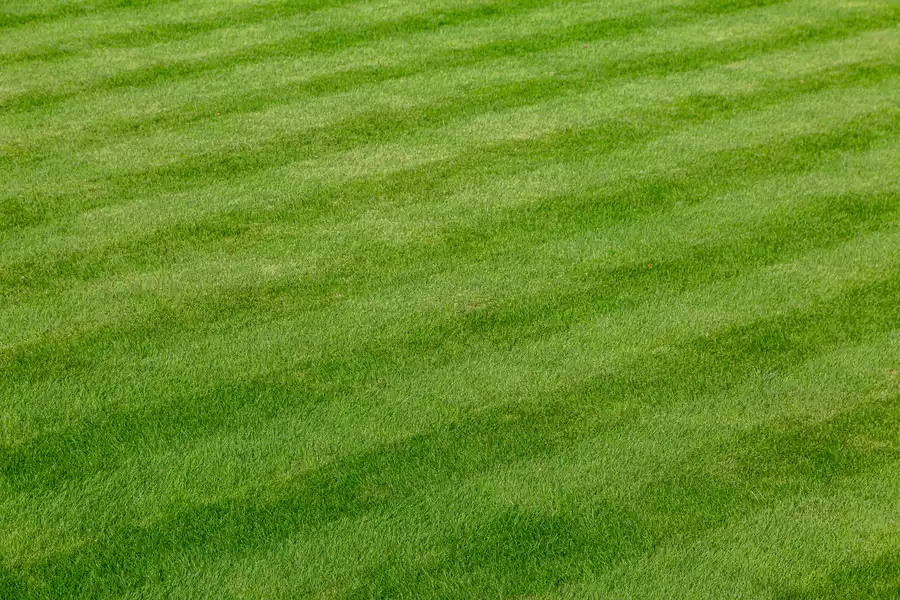 Lawn Care Mistakes To Avoid For A Healthier Lawn Lady Lake, FL Lawn Care Mistakes To Avoid For A Healthier Lawn Lady Lake, FL